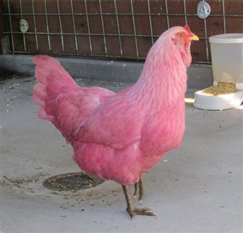 Pink chicken