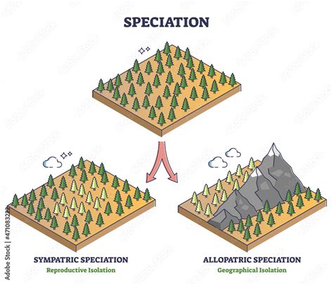 Speciation process with sympatric and allopatric division outline ...