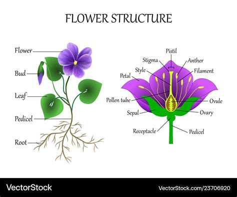 Flower structure Royalty Free Vector Image - VectorStock