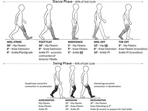 #cycle #gaitGait Cycle | Pediatric physical therapy, Physical therapy school, Physical therapist ...