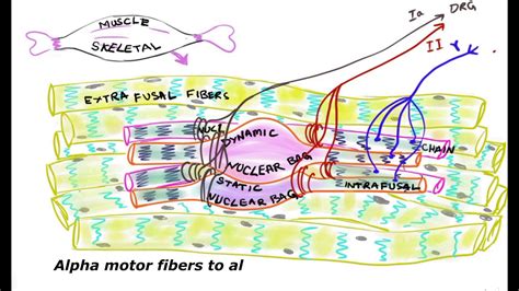 Functions of Muscle Spindles/ Intrafusal fibers - YouTube