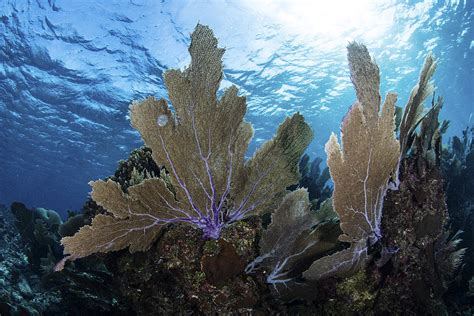 A Colorful Set Of Gorgonians Photograph by Ethan Daniels - Fine Art America