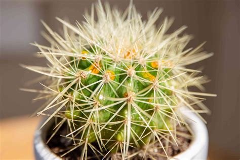 Beautiful Mini Cactus For Indoor Interior Decoration. - HomesFornh