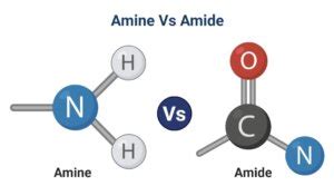 Amine Vs Amide: Definition, Differences, Examples - PhD Nest