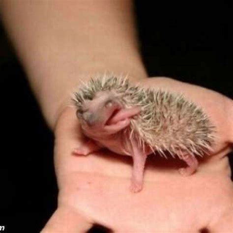 Hedgehogs | Baby hedgehog, Hedgehog pet, Cute hedgehog