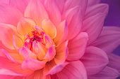 Free picture: pink flower, up-close, big, flower