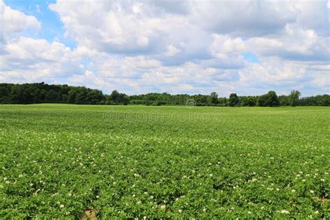 Spring Farm Crop Farmland Rural Food Crops Harvest Field Stock Image - Image of outdoors, flower ...