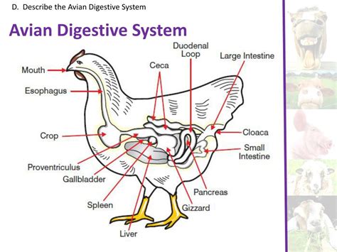 PPT - Animal Digestion PowerPoint Presentation, free download - ID:2192572