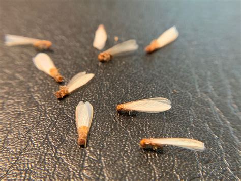 Drywood Termite Swarmers | Drywood termites, Termites, Termite pest control