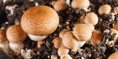 Complete Guide To Cremini Mushrooms | GroCycle