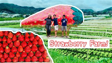 EXPLORING BAGUIO STRAWBERRY FARM | BAGUIO: EP3 | Lilipot - YouTube