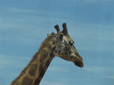 Giraffes at Monarto Zoo South Australia - Trevor's Travels