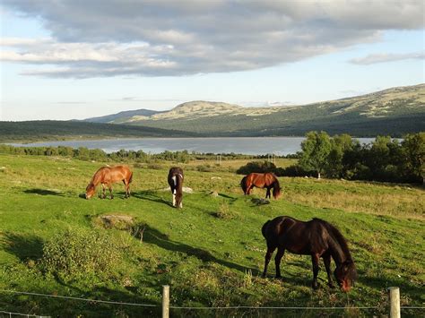 Free photo: Nature, Landscape, Horses, Norway - Free Image on Pixabay - 219427