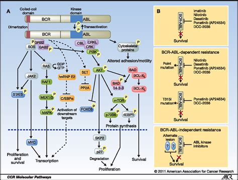 Figure 1 from Targeting the BCR-ABL Signaling Pathway in Therapy-Resistant Philadelphia ...