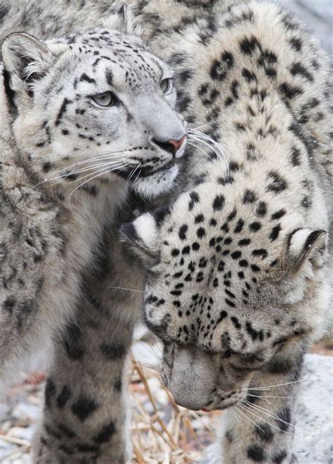 Magical Nature Tour | Snow leopard, Big cat family, Leopards