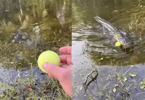 Man Teaches Alligator To Play Fetch, Bringing New Meaning To The ...