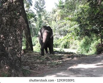 Elephant Camp Sanctuary Guruvayur Kerala Stock Photo 1293933091 ...