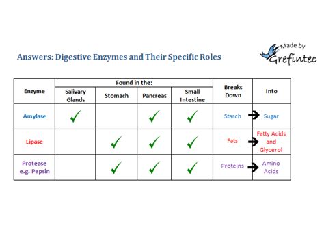 Digestive enzymes; their specific roles and locations in the human body ...