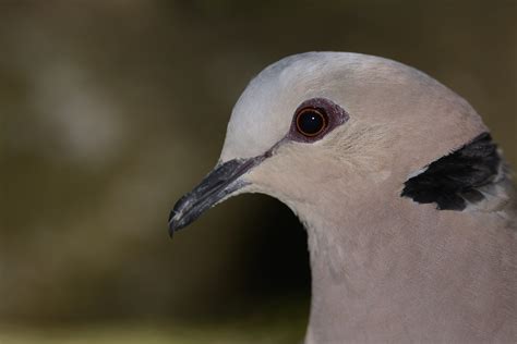 Red-eyed Dove – Holmen Birding Safaris