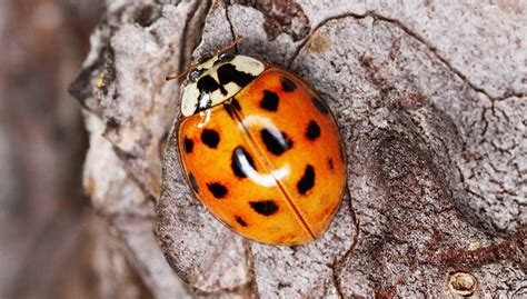 Orange Ladybug (Ladybird) Spiritual Meaning - Symbols and Synchronicity