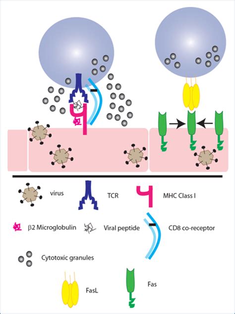 Cells T CD8+ | British Society for Immunology