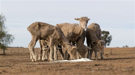 Australia’s Worst Drought in 400 Years | theTrumpet.com