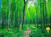 Bamboo Forest Escape | Flash512