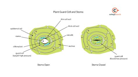 Stomata: Structure, Types, Definition, Diagram, Functions and Mechanism | CollegeSearch