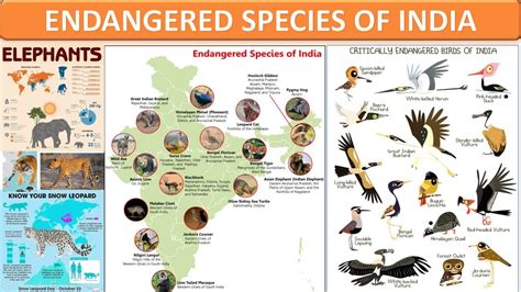 Top 134+ Vulnerable animal species in india - Merkantilaklubben.org