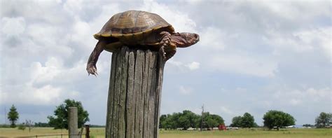 The Top of the Fence Post - Steve May