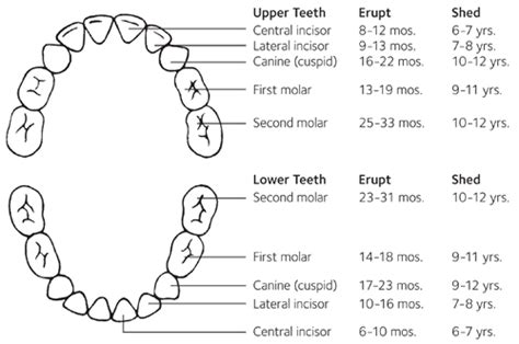 Talking about loose teeth - Salem Pediatric Dental