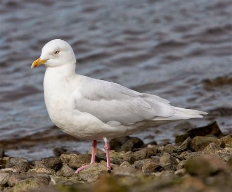 World Beautiful Birds : Iceland Gull | Birds Facts & Latest Pictures