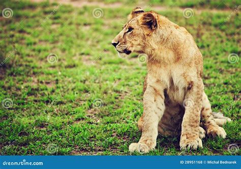 Small Lion Cub Portrait. Tanzania, Africa Stock Photo - Image of feline, baby: 28951168