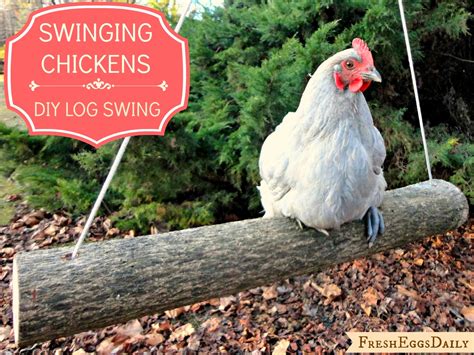 Swinging Chickens: Make an Easy DIY Log Swing for your Run | Fresh Eggs ...