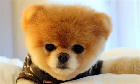 The 10 Richest Dogs in the World - PetTime