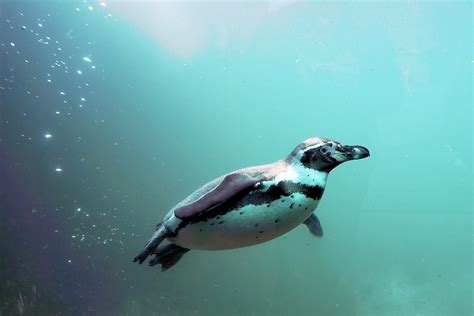 Kostenloses Foto: Pinguin, Wasser, Vogel, Schwimmen - Kostenloses Bild ...