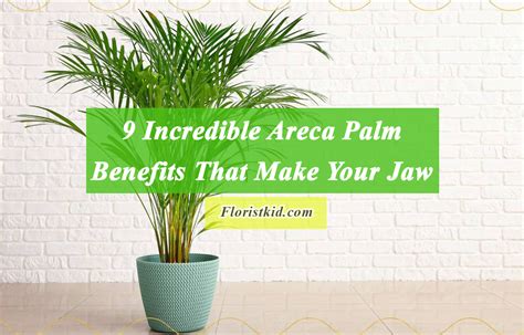 9 Incredible Areca Palm Benefits That Make Your Jaw Drop