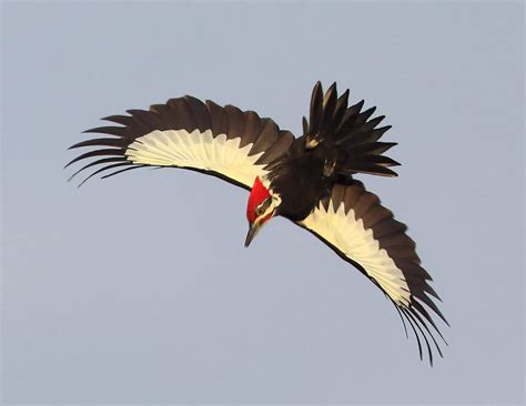 Zealotry of Guerin: Poetry and Fiction by Christopher Guerin: Pileated Woodpecker in Flight ...