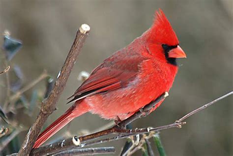 Cardinal Bird Wallpapers - Wallpaper Cave