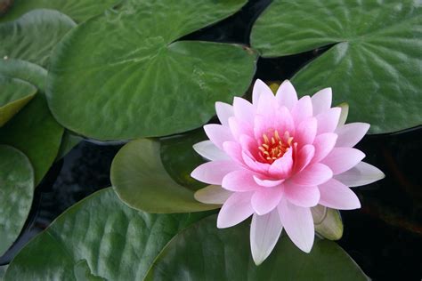 180+ Lotus HD Wallpapers | Background Images