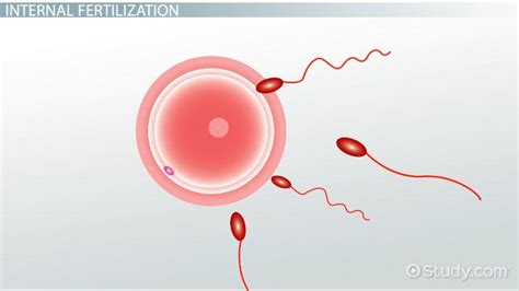 Internal & External Fertilization | Definition & Differences - Lesson | Study.com