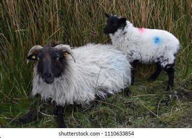 Irish Sheep Merino Wool Road Side Stock Photo 1110633854 | Shutterstock