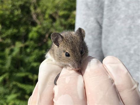 Wood mouse — Small Mammal Group