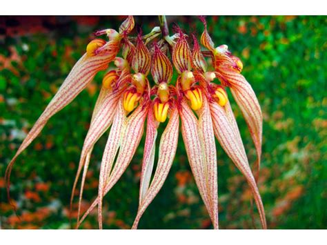 Orchid Bulbophyllum - Bulbophyllum. Bulbophyllum care.