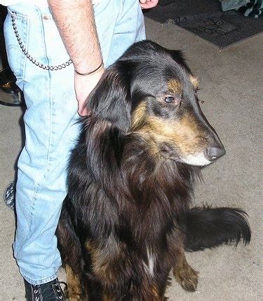 Gollie Dog Breed Information and Pictures