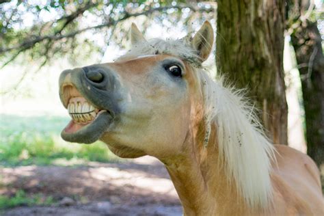 Smiling Horse Is Accidently The Star Of Indiana Couple's Maternity ...