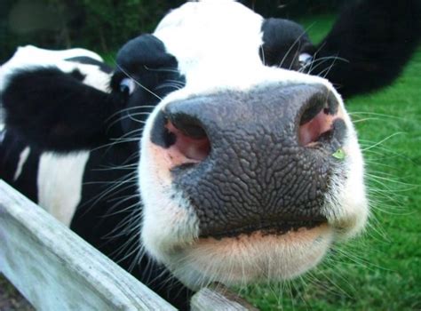 With a cow nose like this do you boop it or mooooooop it? | Cute cows, Cow, Cow nose