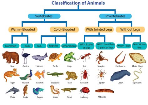 Animal Phylum Classification Chart