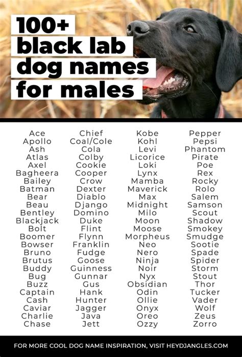 100 Black Lab Names for Your Male Labrador Retriever Puppy - Hey, Djangles.