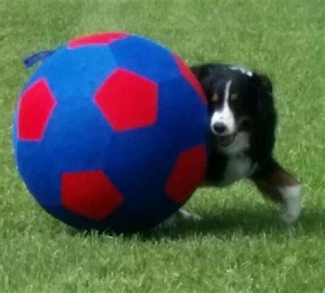 Training and exercise for your herding dog. Jolly ball from chewy.com | Herding dogs, Dog decor ...